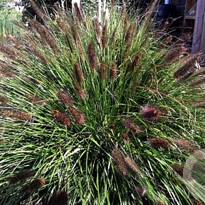 Pennisetum alopecuroides 'Black Beauty' 50-60 cm 6,5L
