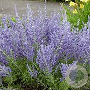 Perovskia atriplicifolia 'Lacey Blue' 25-30 cm 2,0L