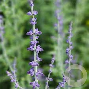 Perovskia atriplicifolia 'Prime Time' 20-25 cm 2,0L