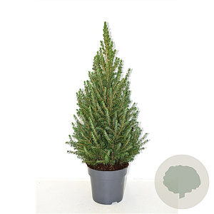 Picea glauca 'Conica December' 70-80 cm 5,0L
