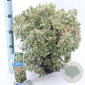 Pieris jap. 'Little Frosty' 30-40 cm 5,0L