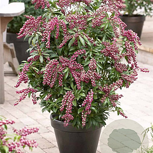 Pieris jap. Pink Passion 20-30 cm 3,0L