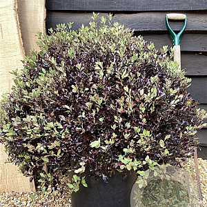 Pittosporum ten. 'Tom Thumb' GM C1.5