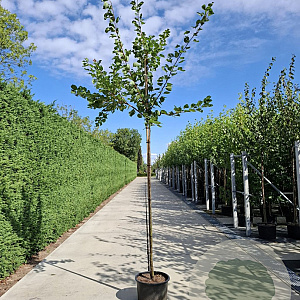 Prunus cer. 'Nigra' 8-10 HO container