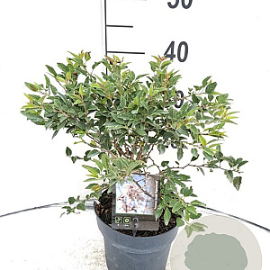 Prunus incisa 'Kojou-no-mai' 30-40 cm 2,0L