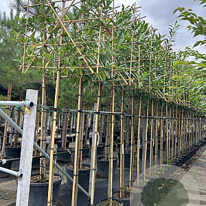 Prunus l. 'Caucasica' 8-10 HO container
