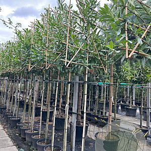 Prunus l. 'Caucasica' 8-10 HO container