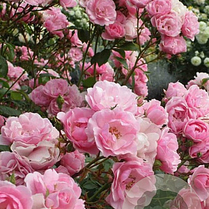 Rosa 'Bonica 82' 10-15 cm C1.5
