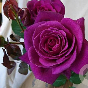Rosa 'Blackberry Nipp' 10-15 cm C1.5
