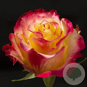Rosa 'Bonfire' 10-15 cm C1.5