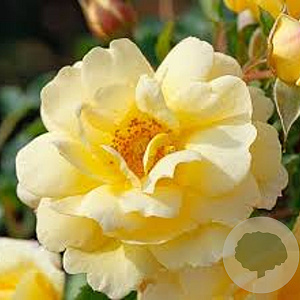 Rosa 'Candela' 15-20 cm 2,0L