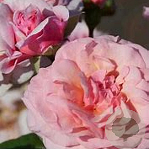 Rosa (PA) 'Carminia' 10-15 cm C1.5
