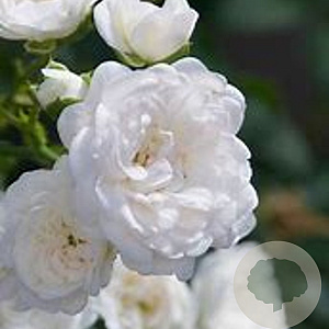 Rosa 'Crystal Fairy' 10-15 cm C1.5