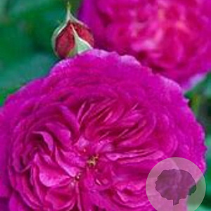 Rosa (PA) 'Eufemia' 10-15 cm C1.5