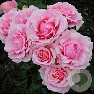 Rosa 'Evy' 10-15 cm C1.5