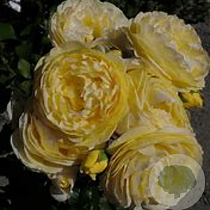 Rosa 'Faustinia' 10-15 cm C1.5