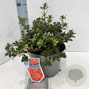 Rhododendron (AJ) Geisha Orange 20-25 cm 3,0L