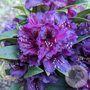 Rhododendron 'Sacko' 30-35 cm 3,0L