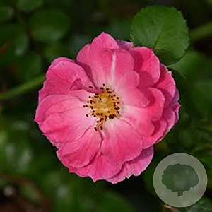 Rosa 'Magic Meidiland' (Meibonrib) 10-15 cm C1.5