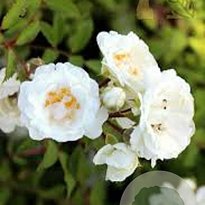 Rosa (H) Alba Meidiland 10-15 cm C1.5