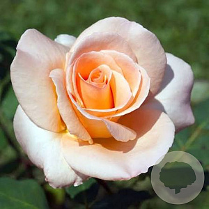Rosa (F) 'Apricot Nectar' 10-15 cm C1.5