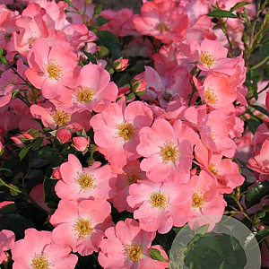 Rosa (PA) 'Pink Blanket' 10-15 cm C1.5