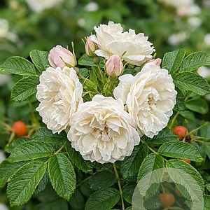 Rosa 'Sea Foam' 10-15 cm C1.5