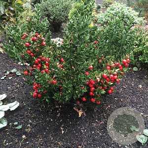 Ruscus aculeatus GM C5