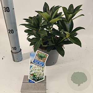 Skimmia j. White Globe 20-25 cm 2,0L