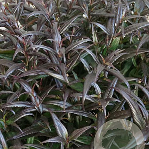 Strobilanthes anisophyllus 'Brunetthy' 30-40 cm 3,0L