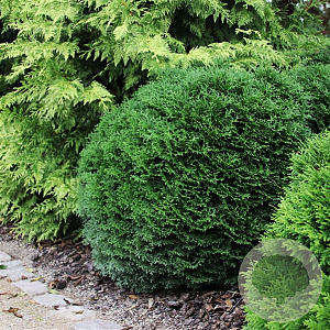 Thuja occ. 'Tiny Tim' 25-30 cm 3,5L