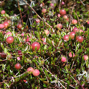 Vaccinium oxycoccus GM P9.5