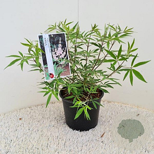 Vitex agnus-castus 'Albus' 40-50 cm 2,0L