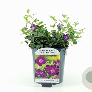 Vinca minor 'Atropurpurea' 15-20 cm 2,0L