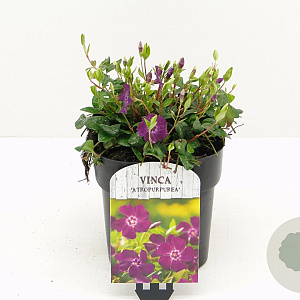 Vinca minor 'Atropurpurea' 15-20 cm 2,0L