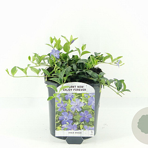 Vinca minor 15-20 cm 2,0L
