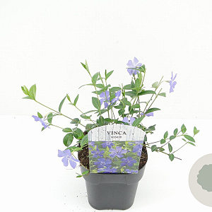 Vinca minor 15-20 cm 2,0L
