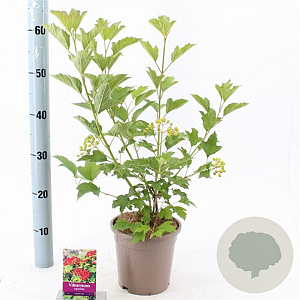 Viburnum opulus 'Compactum' 40-50 cm 2,0L
