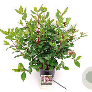 Viburnum tin. 'Gwenllian' 30-40 cm 3,0L