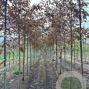 Acer davidii 'Rosalie' 12-14 HO draadkluit
