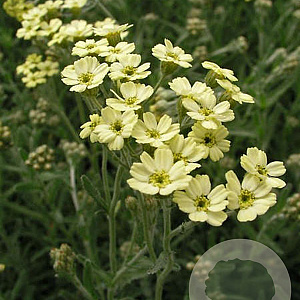 Achillea lewisii 'King Edward' GM P9