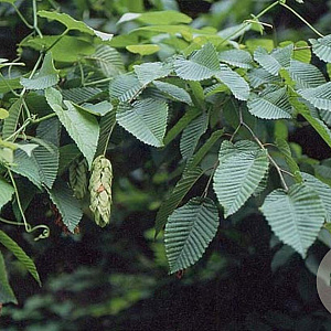 Carpinus cordata 400-450 cm draadkluit solitair