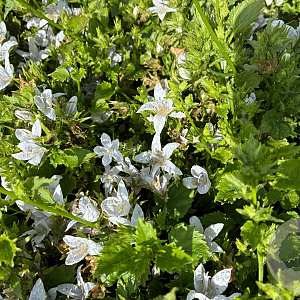 Campanula posch. 'E.H. Frost' GM P9