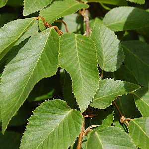 Carpinus turczaninowii 350-400 cm draadkluit solitair
