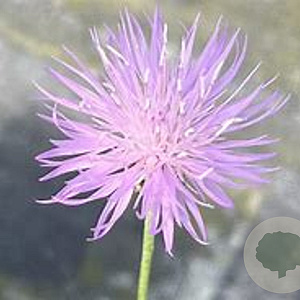 Centaurea simplicicaulis GM P9