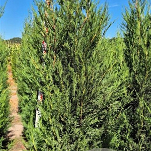 Cupressocyparis l. 'Tweeduizendéén' 200-225 cm draadkluit extra