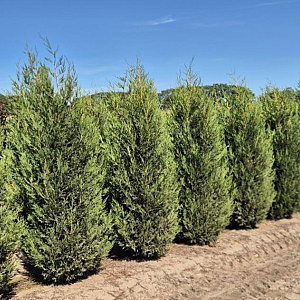 Cupressocyparis l. 'Tweeduizendéén' 200-225 cm draadkluit extra