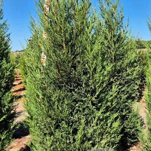 Cupressocyparis l. 'Tweeduizendéén' 200-225 cm draadkluit extra