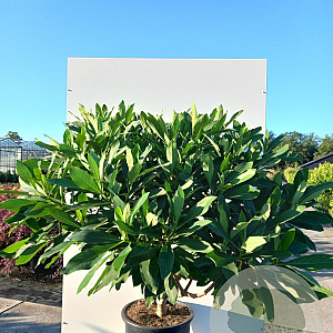 Edgeworthia chrys. 'Grandiflora' 80-100 cm 40L