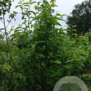 Halesia carolina 200-250 cm draadkluit meerstammig 160-180 cm diameter
